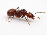Ant (Aphaenogaster Tennesseensis)  Illinois  USA
