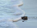 An Olive Ridley Sea Turtle Hatchling (Lepidochelys Olivacea) on its Way to the Sea