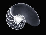 X-Ray of a Chambered Nautilus Shell