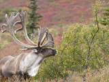 Caribou Bull (Rangifer Tarandus) with Velvet Antlers  Denali National Park  Alaska