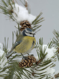 Blue Tit (Parus Caeruleus) on a Snowy Branch During a Snowstorm with its Feathers Fluffed