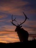 Male Elk (Cervus Canadensis)  Yellowstone National Park  Wyoming  USA
