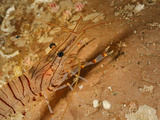 Common Prawn (Palaemon Serratus)  Mediterranean Sea  San Pietro Island  Sardinia