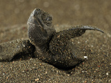 Hatchling Olive Ridley Sea Turtle (Lepidochelys Olivacea) Emerges Out of the Nest