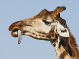 Rothchild's Giraffe (Giraffa Camelopardalis Rothschildi) Trying to Remove Thorn from Tongue  Kenya