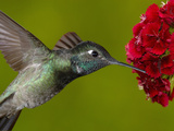 Magnificent Hummingbird (Eugenes Fulgens) Juvenile Feeding on a Red Garden Flower  Arizona  USA