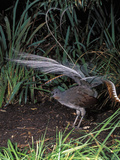 Superb Lyrebird Singing and Displaying (Menura Novaehollandiae)  Healesville Sanctuary  Victoria