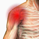 Shoulder Pain  Human Male Shoulder Ball And Socket Joint  Showing Bones And Muscles