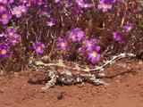 Thorny Devil (Moloch Horridus)  Western Australia
