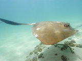 Cowtail Stingray Swimming (Pastinachus Sephen)  Exmouth  Western Australia  Indian Ocean