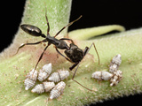 Trap-Jaw Ant (Odontomachus Bauri) Tending Honeydew-Producing Insects  Gamboa  Panama