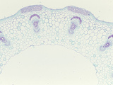 Cross-Section of the Petiole of Squash (Curcurbita)  LM X5