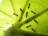 Crazt Ant (Paratrechina Longicornis)