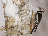 Middle Spotted Woodpecker (Dendrocopos Medius) on a Snowy Tree Trunk  France