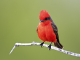 Vermilion Flycatcher Male (Pyrocephalus Rubinus)  Laredo  Texas  USA