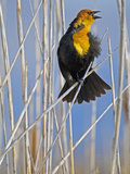 Yellow-Headed Blackbird (Xanthocephalus Xanthocephalus)  Western North America