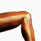 Human Knee Hinge Joint Showing Bones and Muscles