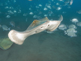 Stingray (Dasyatis Pastinaca) Los Gigantes  Tenerife  Canary Islands  Atlantic Ocean