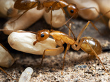 Carpenter Ant (Camponotus Festinatus) Carrying a Pupa  Portal  Arizona  USA