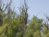 Trees Suffering from Drought in Northern Colorado