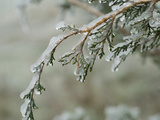 Freezing Rain Coats a Tree in a Layer of Ice in Early Spring in Colorado