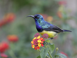 Variable Sunbird Male on Flowers (Cinnyris Venustus)  Kenya