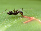 Crazy Ant (Paratrechina Longicornis) Feeding on Plant Sap  Isla Contadora  Panama