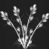 X-Ray of Flower Buds