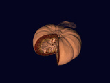 Ct Scan of an Opened Pumpkin