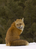 Red Fox (Vulpes Vulpes) Sitting on Snow  USA