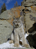 Canadian Lynx (Lynx Canadensis) on a Snowy Rock  USA