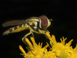 Hoverfly (Toxomerus)  New Hampshire