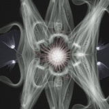 X-Ray of Various Flowers (Ginkgo  Chive  Protea  and Bleeding Heart)