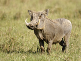 Warthog (Phacochoerus Africanus)  Kenya