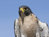 Peregrine Falcon (Falco Peregrinus)  San Juan Mountains  New Mexico