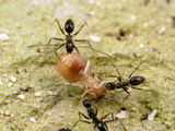 Crazt Ant (Paratrechina Longicornis)