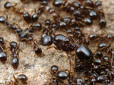 Queen and Workers Ants (Aphaenogaster Occidentalis)