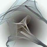 X-Ray of Calla Lily Flowers
