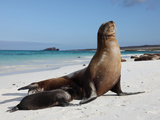 Galapagos Sea Lion (Zalophus Wollebacki) Adult and Pup  Galapagos Islands