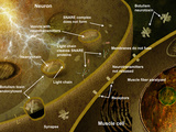 Illustration of the Effect of Botulism on the Nervous System the Primary Role of Snare