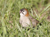 Speckle-Fronted Weaver (Sporopipes Frontalis)  Kenya