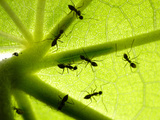 Crazt Ant (Paratrechina Longicornis)