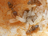 The Hollow Stem of a Cecropia Tree Houses a Colony of Fierce Cecropia Ants (Azteca Alfari)  Gamboa