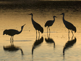 Sandhill Cranes at Dusk (Grus Canadensis)  Bosque Del Apache  New Mexico  USA