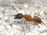 Carpenter Ant (Camponotus Semitestaceus)  Mojave National Preserve  California  USA
