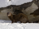 American Mink (Mustela Vison) in Snow