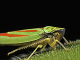Leafhopper (Graphocephala Picta)  Order Hemiptera  Family Cicadellidae  New Hampshire  USA