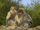 Barbary Macaque (Macaca Sylvanus) Family Group  Captive