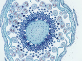 Cross-Section of the Floral Bud Through the Ovary of a Strawberry (Frageria)  LM X4