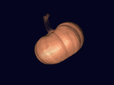 Ct Scan of a Pumpkin